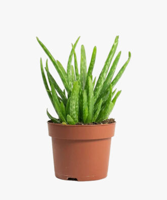 Bee Green Aloe Squarrosa Vera Clumb