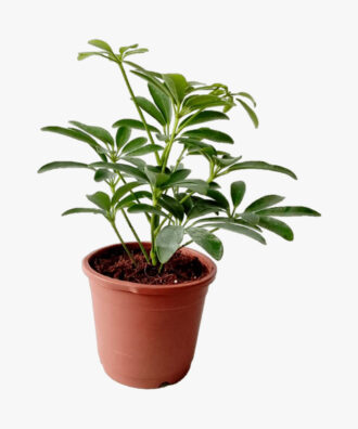 Echeveria Succulent Schefflera Umbrella Plant