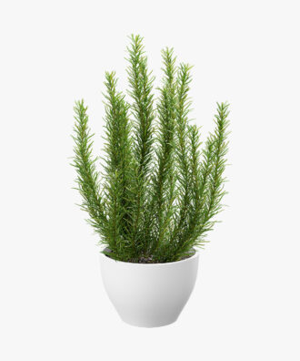 Posh Garden Rosemary Indoor Plant
