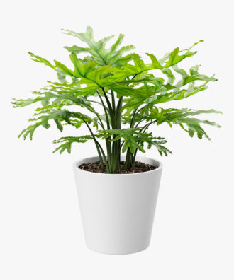 Royal Land Tree Philodendron Plant